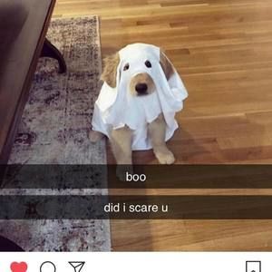 Meet your Posher, Jiji